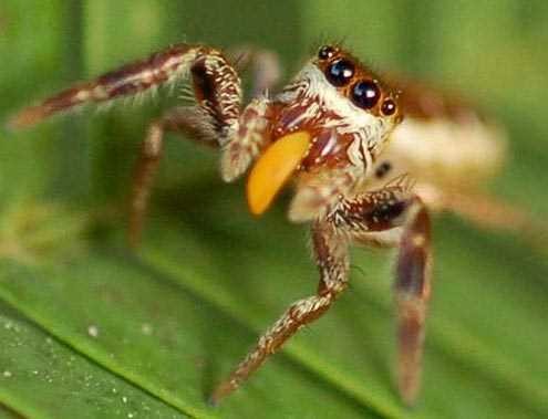 Những sự thật không khỏi rùng mình về loài nhện ảnh 7