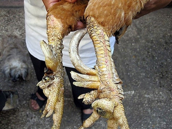 Cụ Rùa và những sinh vật bí ẩn trong lịch sử Việt Nam ảnh 4