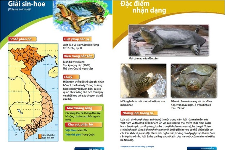 3 ‘hậu duệ’ còn lại của rùa Hồ Gươm đang ở đâu? ảnh 2