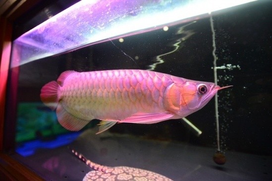 Thú vui săn cá vàng 9999 chục triệu của đại gia ảnh 1