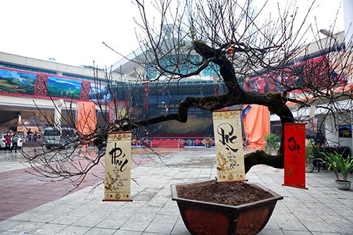 Chiêm ngưỡng đào đá Sapa có giá 300 triệu ở Hà Nội ảnh 1