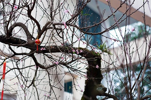 Chiêm ngưỡng đào đá Sapa có giá 300 triệu ở Hà Nội ảnh 2