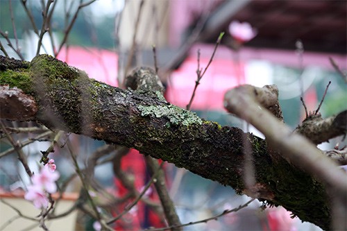 Chiêm ngưỡng đào đá Sapa có giá 300 triệu ở Hà Nội ảnh 4