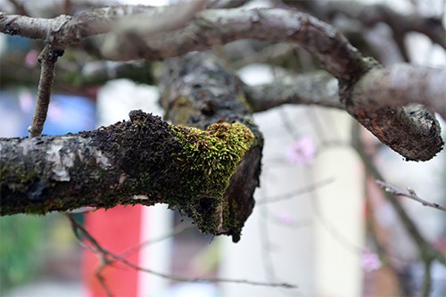 Chiêm ngưỡng đào đá Sapa có giá 300 triệu ở Hà Nội ảnh 7