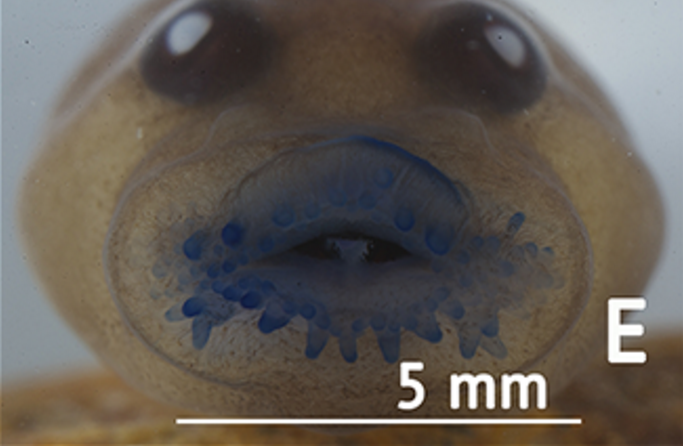 Ếch hiếm tưởng đã tuyệt chủng bất ngờ 'tái xuất' sau 130 năm ảnh 3