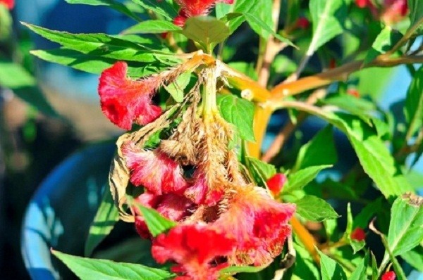 Thông tin mới nhất vụ hàng ngàn chậu hoa tết bị phá nát trong đêm ảnh 3