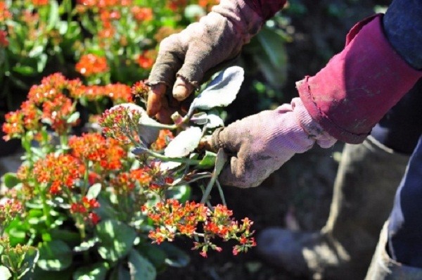 Thông tin mới nhất vụ hàng ngàn chậu hoa tết bị phá nát trong đêm ảnh 4