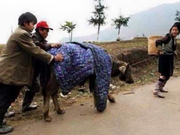 Tuyết rơi trên diện rộng tại Mù Cang Chải ảnh 4