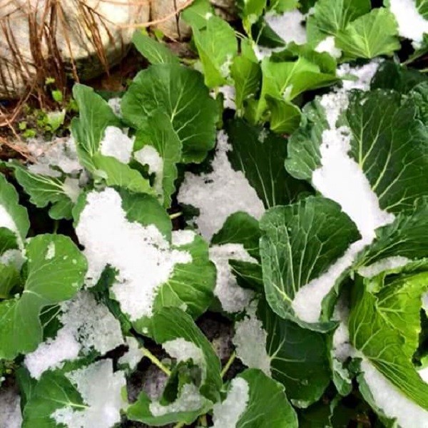 Tuyết rơi trên diện rộng tại Mù Cang Chải ảnh 3