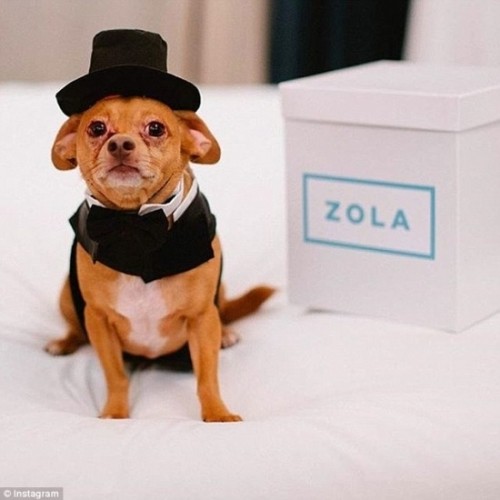 Váy cưới hơn 200 triệu, vòng cưới 2,9 tỷ của cặp chó nổi tiếng ảnh 2