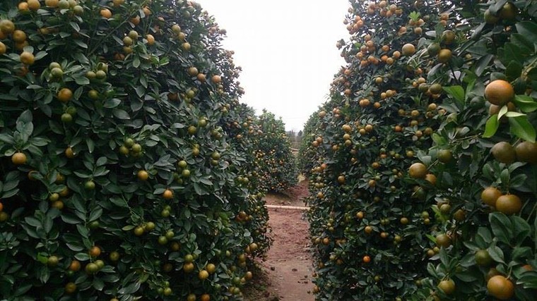 Vườn quất tiền tỷ của lão nông đất Thành Nam ảnh 3