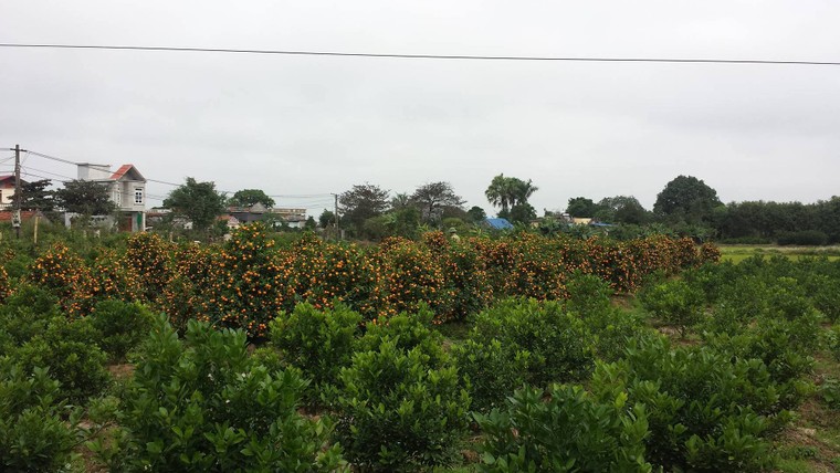 Vườn quất tiền tỷ của lão nông đất Thành Nam ảnh 1