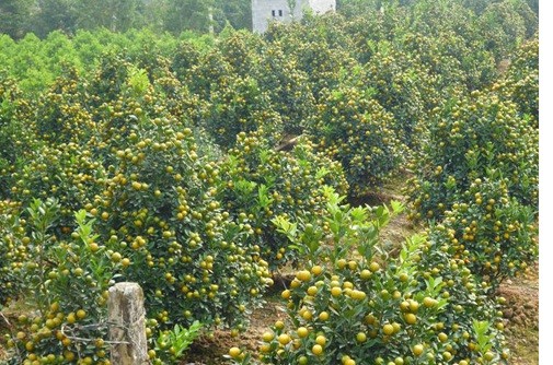 Vườn quất tiền tỷ của lão nông đất Thành Nam ảnh 4