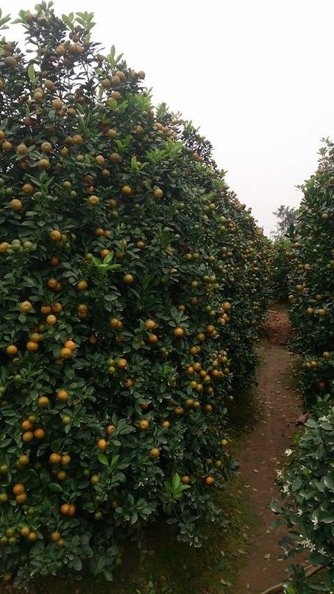 Vườn quất tiền tỷ của lão nông đất Thành Nam ảnh 2