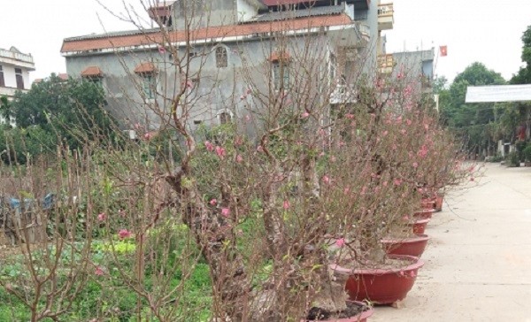 Đại gia đổ xô đi mua gốc đào giá bạc triệu về chơi Tết ảnh 1