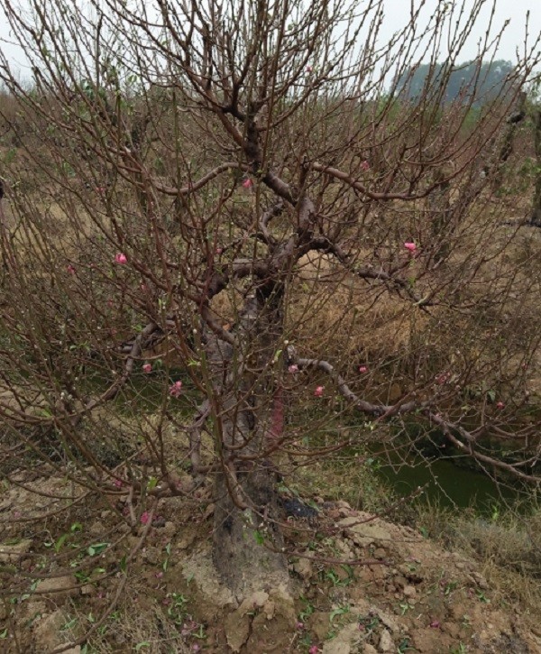 Đại gia đổ xô đi mua gốc đào giá bạc triệu về chơi Tết ảnh 3