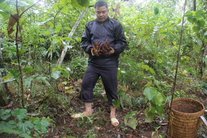 Lương y phố núi và loại trà giải độc gan từ thiên nhiên ảnh 2