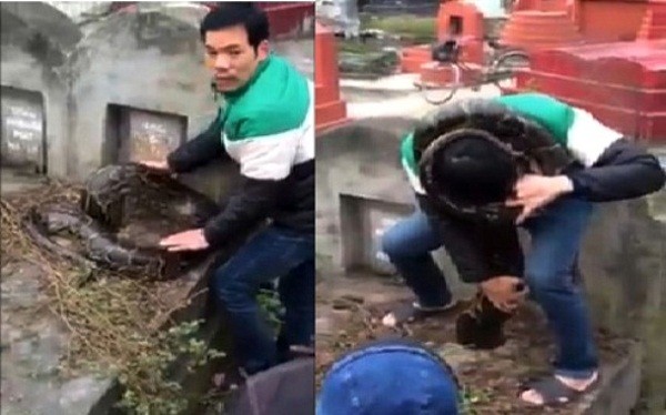 Xôn xao trăn khổng lồ chui vào mộ ở Hưng Yên ảnh 1