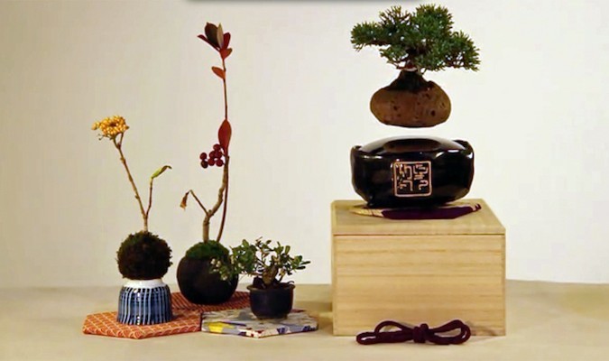 Kiếm bạc triệu bằng Bonsai... biết bay ảnh 2