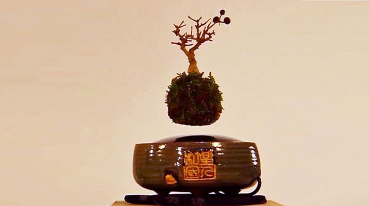 Kiếm bạc triệu bằng Bonsai... biết bay ảnh 3