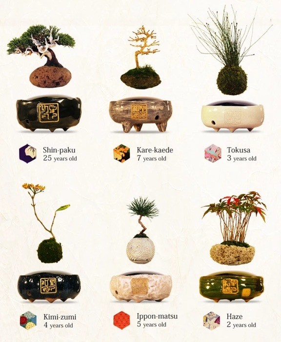 Kiếm bạc triệu bằng Bonsai... biết bay ảnh 4