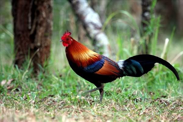 Giới siêu giàu săn lùng hàng đắt đỏ dịp Tết ảnh 2