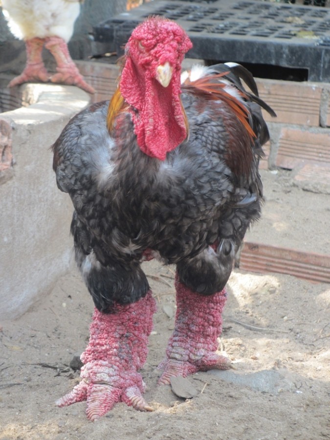 Giới siêu giàu săn lùng hàng đắt đỏ dịp Tết ảnh 1