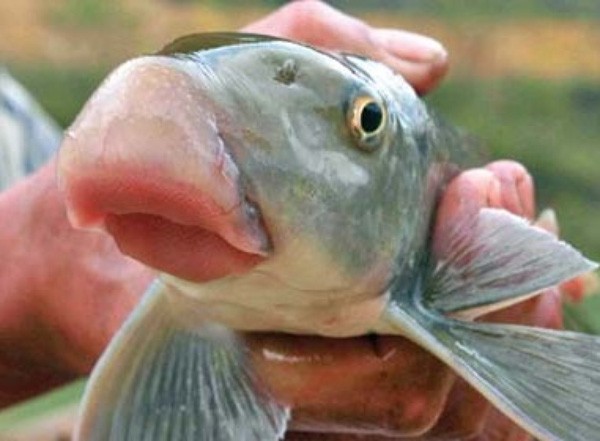 Giới siêu giàu săn lùng hàng đắt đỏ dịp Tết ảnh 4