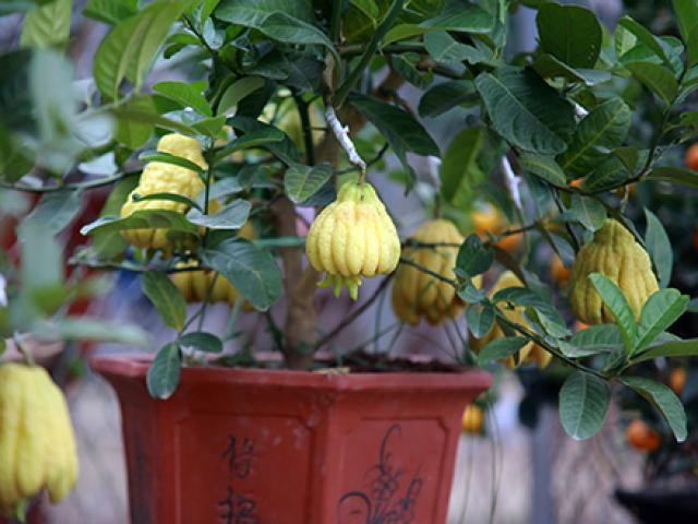 Giới siêu giàu săn lùng hàng đắt đỏ dịp Tết ảnh 5