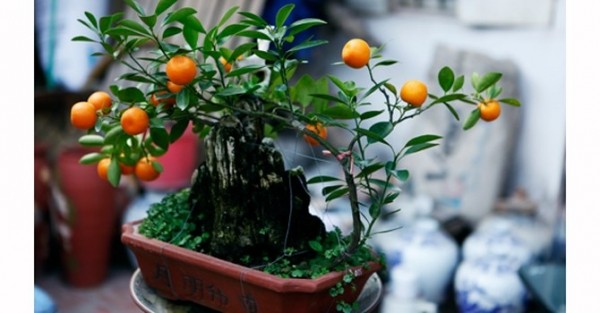 Giới siêu giàu săn lùng hàng đắt đỏ dịp Tết ảnh 6