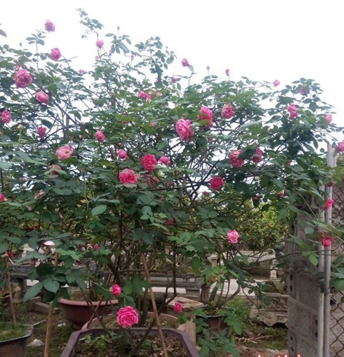 Giới siêu giàu săn lùng hàng đắt đỏ dịp Tết ảnh 8