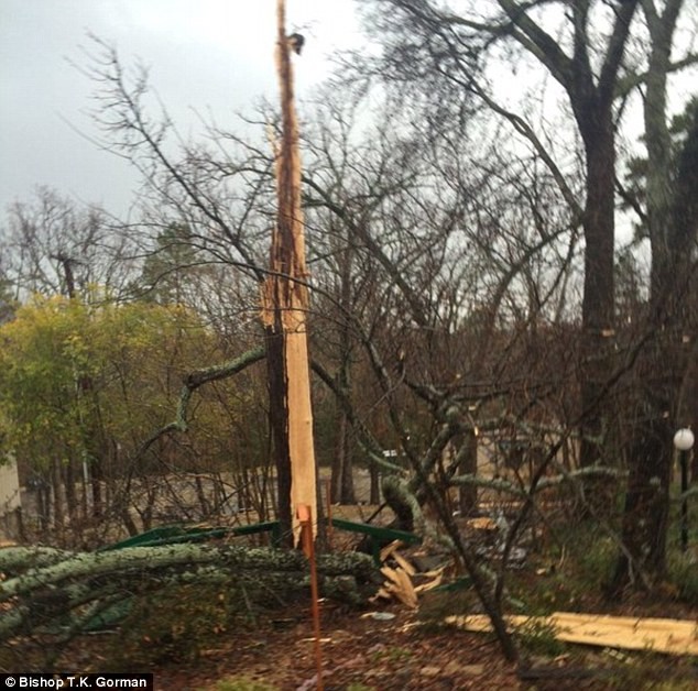 Kinh hoàng khoảnh khắc tia sét 'chặt đôi' cây to thành hai mảnh ảnh 1