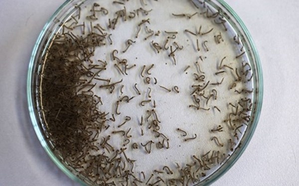 Những bức ảnh khiến bạn ám ảnh về dịch bệnh 'Zika đầu nhỏ' ảnh 3