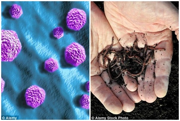 Nếu loài người tuyệt chủng, sinh vật nào sẽ thống trị Trái đất? ảnh 2