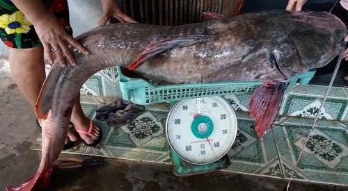 Bắt được cá lăng khổng lồ dài 1,7m ở Đắk Nông ảnh 1