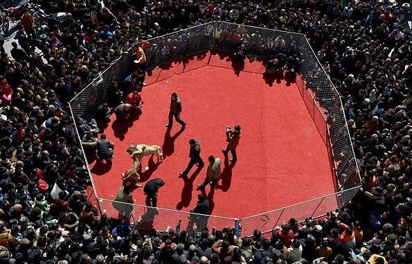 Kinh hoàng lễ hội chọi chó dã man ở Trung Quốc ảnh 5