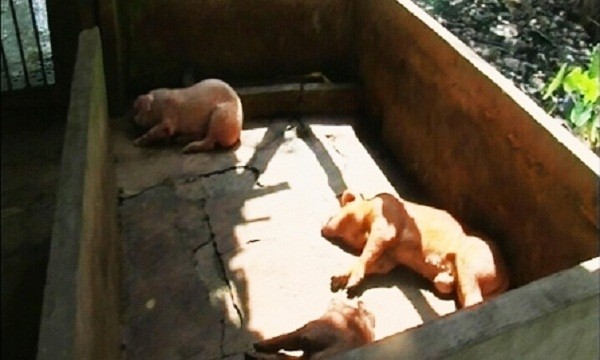 Bến Tre: Bắt quả tang cơ sở mổ heo chết bán ra thị trường ảnh 1