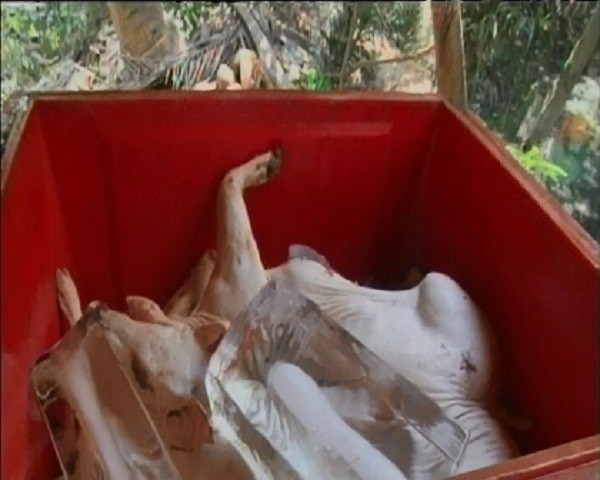 Bến Tre: Bắt quả tang cơ sở mổ heo chết bán ra thị trường ảnh 2