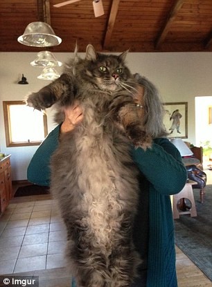 Sửng sốt ngắm những con mèo ‘khổng lồ’ trên thế giới ảnh 9