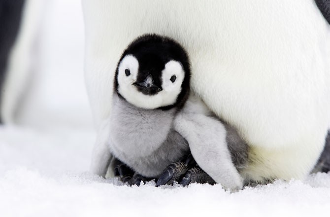 Những ‘bí kíp’ tránh rét cực độc đáo của động vật ảnh 2