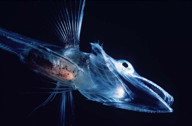 Những ‘bí kíp’ tránh rét cực độc đáo của động vật ảnh 3