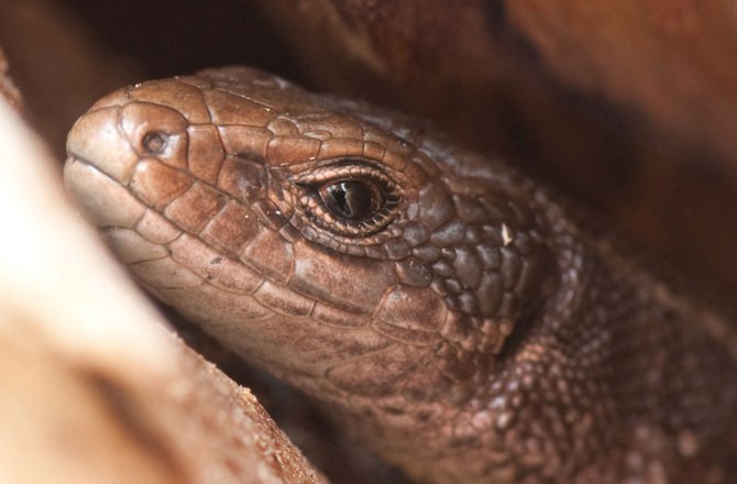 Những ‘bí kíp’ tránh rét cực độc đáo của động vật ảnh 4