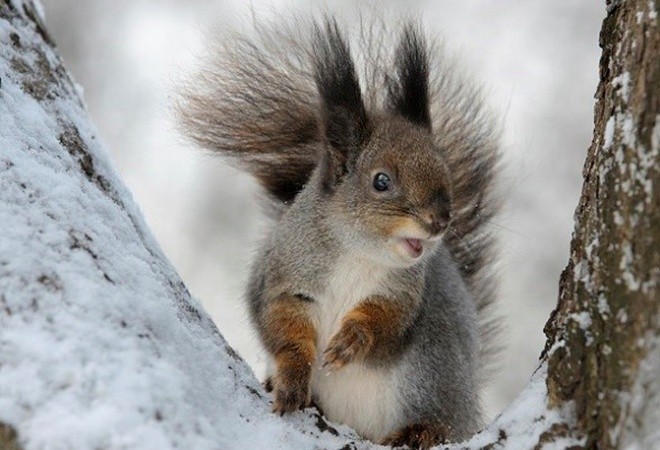 Những ‘bí kíp’ tránh rét cực độc đáo của động vật ảnh 8