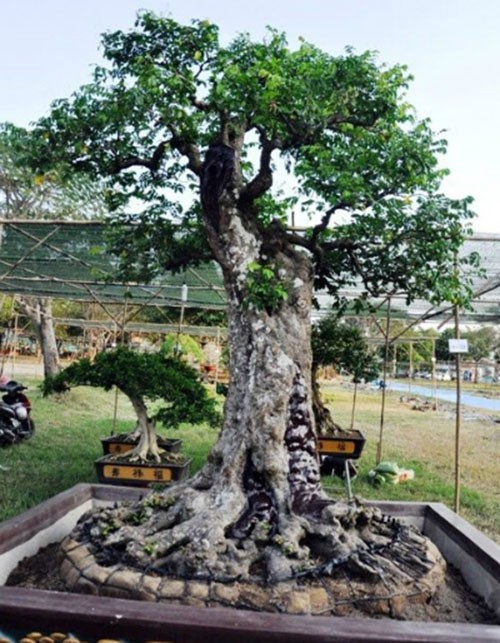 Cận cảnh cặp khế trên 100 tuổi giá hơn 1,2 tỷ đồng ở TP.HCM ảnh 1