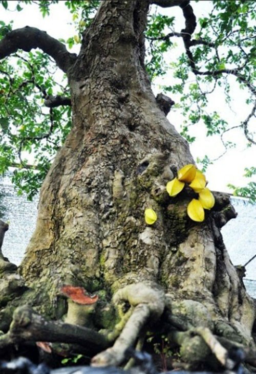 Cận cảnh cặp khế trên 100 tuổi giá hơn 1,2 tỷ đồng ở TP.HCM ảnh 2