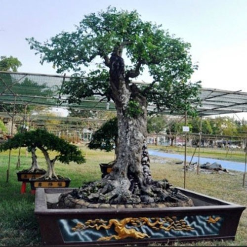 Cận cảnh cặp khế trên 100 tuổi giá hơn 1,2 tỷ đồng ở TP.HCM ảnh 3