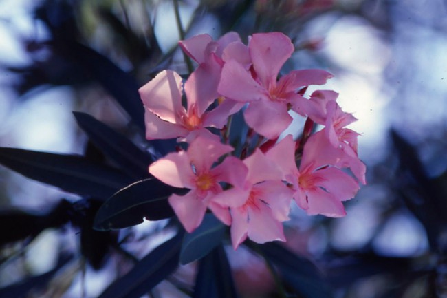 Rùng mình những loài cây cảnh đẹp có độc gây tử vong ảnh 1