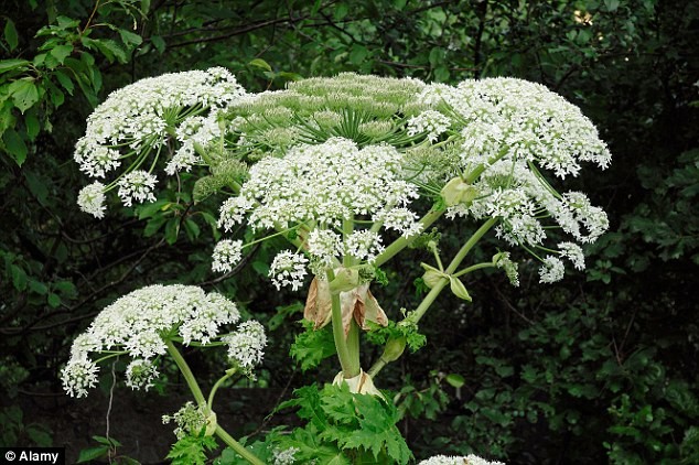 Rùng mình những loài cây cảnh đẹp có độc gây tử vong ảnh 3