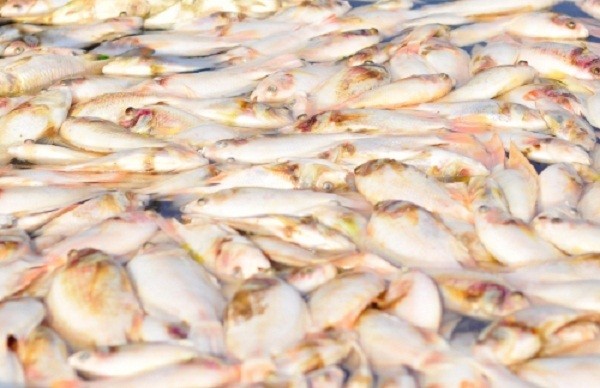 Hàng trăm hộ dân bất lực nhìn cá chết trắng sông ảnh 1