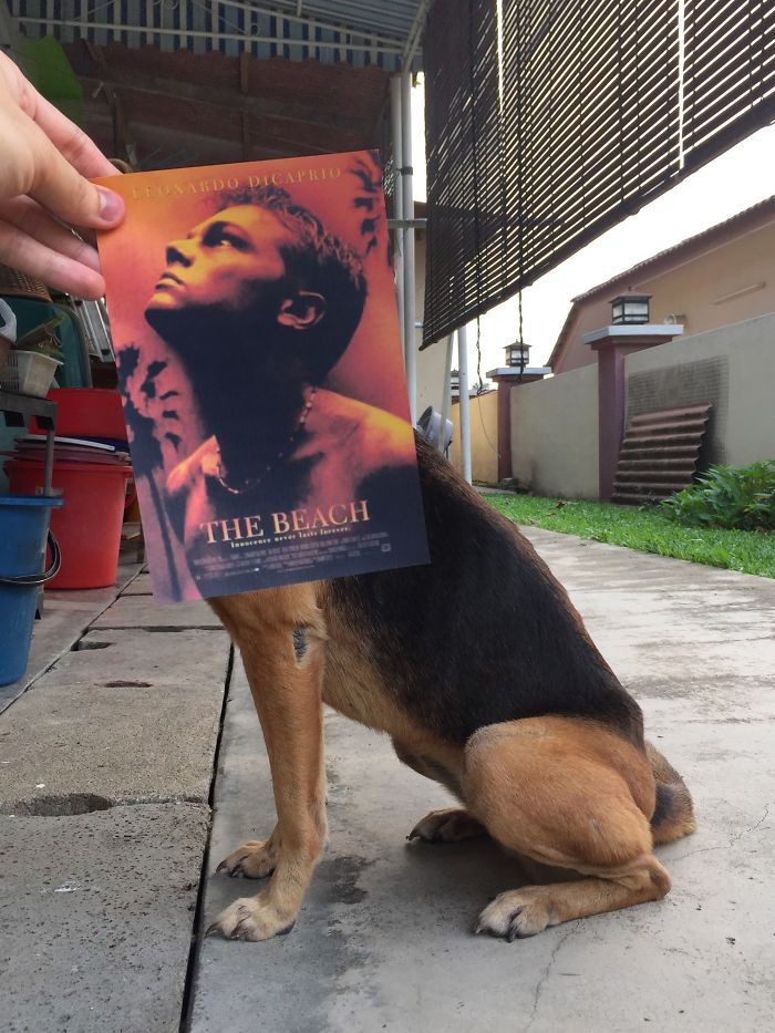 Những màn kết hợp ‘bá đạo’ giữa chó và… poster phim ảnh 11